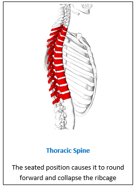 jay_thoracic_spine