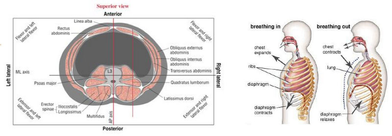 diagram of human breathing